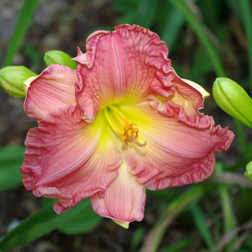 Hemerocallis Siloam Vaughn's Luxury